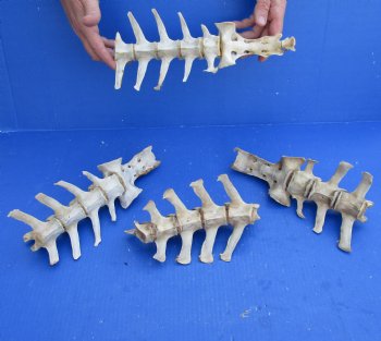 Buy This 4 Piece Set  (38 inch total) of Semi-Clean Deer Vertebrae Bones - $60