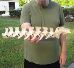 Buy this 18 inch set of Semi-Clean Deer Vertebrae Bones - For Sale for $30