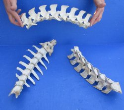 Buy This 3 Piece Set  (42 inch total) of Semi-Clean Deer Vertebrae Bones for $60