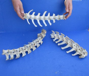 Buy This 3 Piece Set  (42 inch total) of Semi-Clean Deer Vertebrae Bones for $60