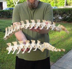 2 Piece Set  (40 inch total) of Semi-Clean Deer Vertebrae Bones - Available for Sale $60