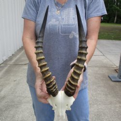 Male Blesbok Skull Plate with 15" Horns - $38
