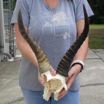 B-Grade Male Blesbok Skull Plate with 13" & 15" Horns - $25
