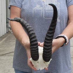 Deformed Male Springbok Skull Plate with 11" Horns - $24