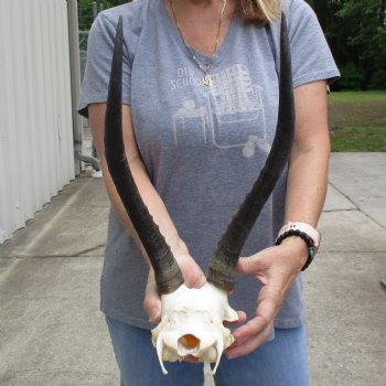 Female Blesbok Skull Plate with 14" Horns - $34
