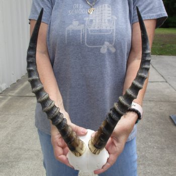 Male Blesbok Skull Plate with 15" Horns - $38