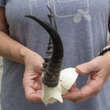 Deformed Male Springbok Skull Plate with 8" Horns - $20