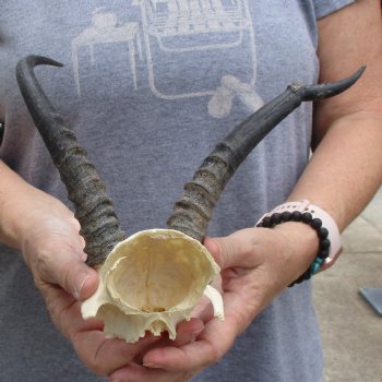 Deformed Male Springbok Skull Plate with 8" Horns - $20