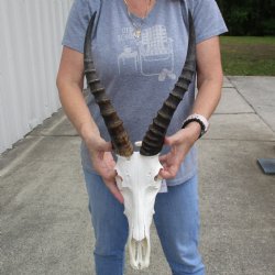 C-Grade 12" Male Blesbok Skull with 14" & 15" Horns - $45