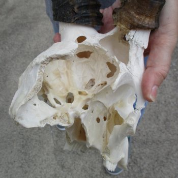 C-Grade 12" Male Blesbok Skull with 14" & 15" Horns - $45