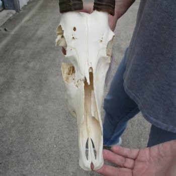 C-Grade 11" Female Blesbok Skull with 14" Horns - $45