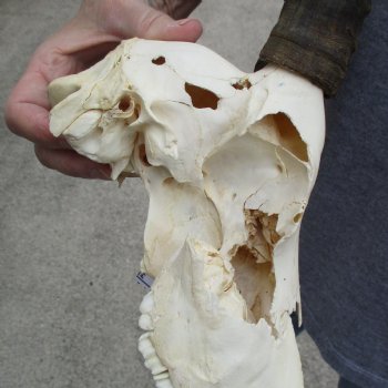 C-Grade 11" Female Blesbok Skull with 14" Horns - $45