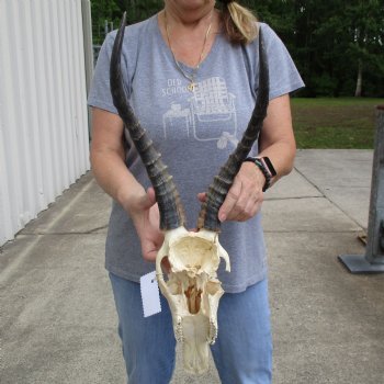 C-Grade 11" Male Blesbok Skull with 15" Horns - $45