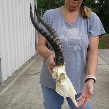 C-Grade 11" Male Blesbok Skull with 15" Horns - $45