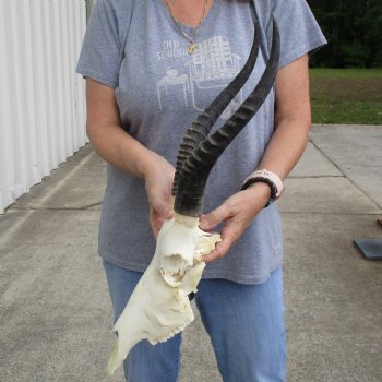 C-Grade 11" Female Blesbok Skull with 12" Horns - $45