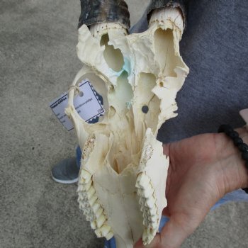 C-Grade 11" Male Blesbok Skull with 16" Horns - $45