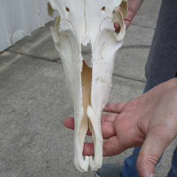 C-Grade 11" Male Blesbok Skull with 14" Horns - $45