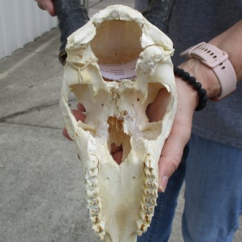 C-Grade 11" Male Blesbok Skull with 14" Horns - $45