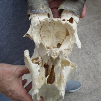 C-Grade 11" Male Blesbok Skull with 16" Horns - $45