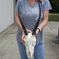 C-Grade 9" Female Blesbok Skull with 11" Horns - $45