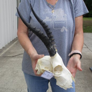 C-Grade 9" Female Blesbok Skull with 11" Horns - $45