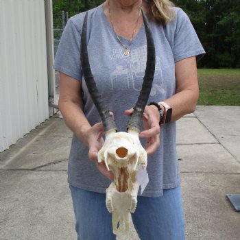 C-Grade 11" Female Blesbok Skull with 12" Horns - $45