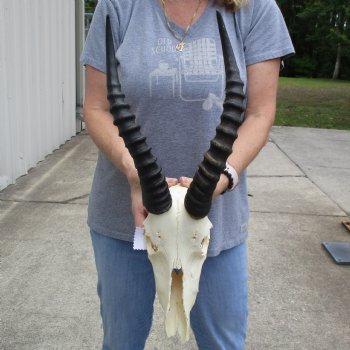 C-Grade 10" Male Blesbok Skull with 14" Horns - $45