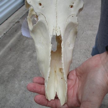 C-Grade 10" Male Blesbok Skull with 14" Horns - $45