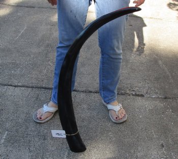 41 inch polished buffalo horn from an Indian water buffalo -For Sale for $34