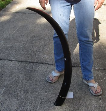 Authentic 41 inch polished buffalo horn from an Indian water buffalo - $34