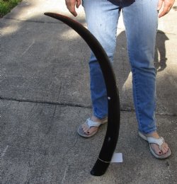 Authentic 41 inch polished buffalo horn from an Indian water buffalo - $34