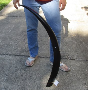 44 inch polished buffalo horn from an Indian water buffalo -For Sale for $34
