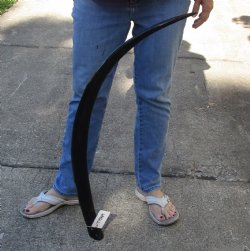 41 inch polished buffalo horn from an Indian water buffalo - For Sale for $34