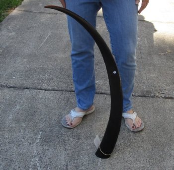 41 inch polished buffalo horn from an Indian water buffalo - For Sale for $34