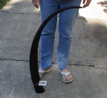 41 inch polished buffalo horn from an Indian water buffalo - Available for Sale for $34