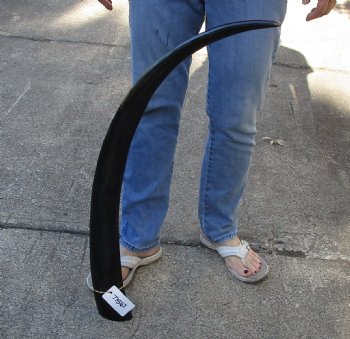 Buy this 41 inch polished buffalo horn from an Indian water buffalo for $34