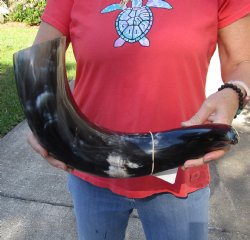 Buy this Real 26 inch wide base polished water buffalo horn - Available for Purchase for $37