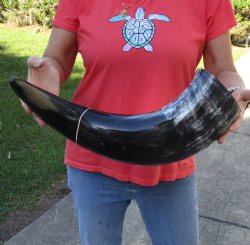 Authentic 24 inch wide base polished water buffalo horn for $34