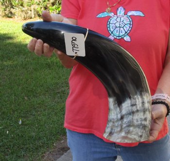 Authentic 24 inch wide base polished water buffalo horn for $34