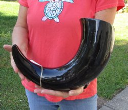 Available for Sale - 23 inch wide base polished water buffalo horn for $34