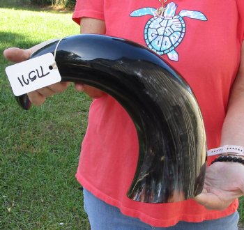 Available for Sale - 23 inch wide base polished water buffalo horn for $34