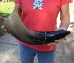 This is a Real 23 inch wide base polished water buffalo horn - Buy Now for $34