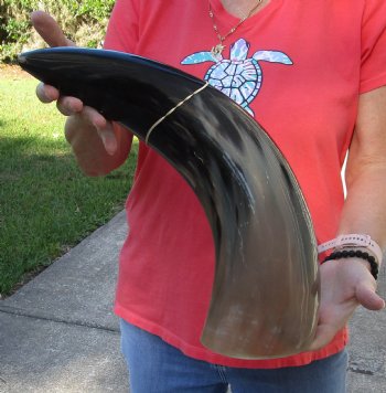 This is a Real 23 inch wide base polished water buffalo horn - Buy Now for $34