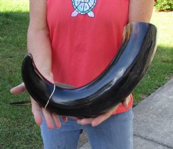 Buy this 24 inch wide base polished water buffalo horn for $34