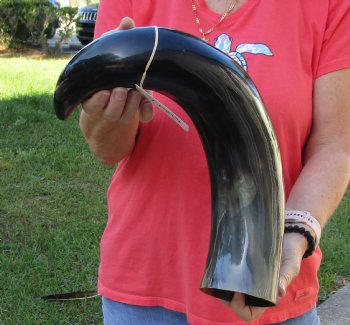 Buy this 24 inch wide base polished water buffalo horn for $34