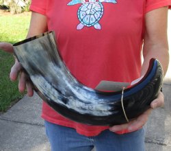 Authentic 24 inch wide base polished water buffalo horn - Available for Purchase for $34