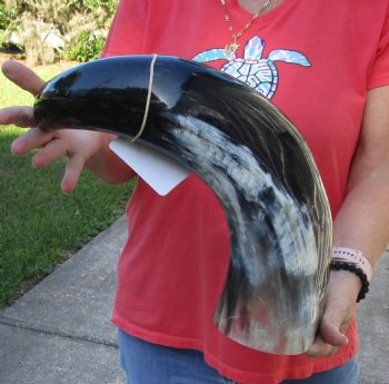 Authentic 24 inch wide base polished water buffalo horn - Available for Purchase for $34
