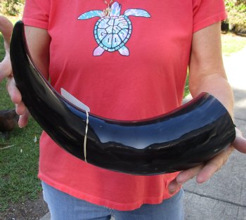 Genuine 21 inch wide base polished water buffalo horn - For Sale for $34