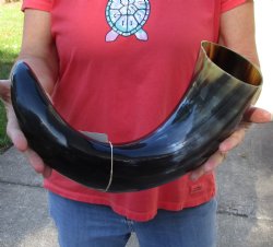 Buy this 23 inch wide base polished water buffalo horn for $34