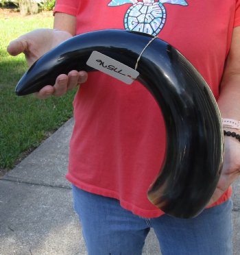 Buy this 23 inch wide base polished water buffalo horn for $34
